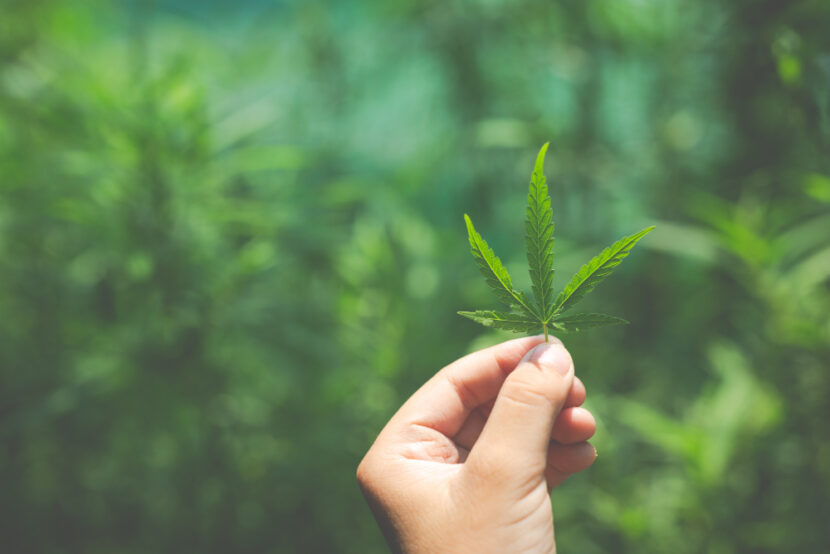 “Tutto quello che devi sapere sui prodotti di Cannabis Light di prima scelta”